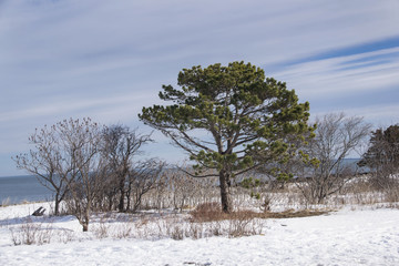 winter landscape