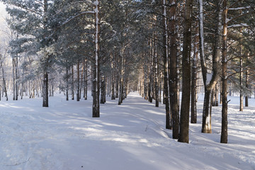 Beautiful Winter Forest or Park in Snow