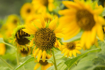 Field of blooming sunflowers
