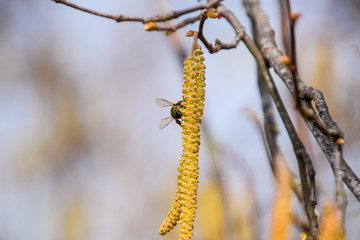 Pollination by bees earrings hazelnut. Flowering hazel hazelnut.