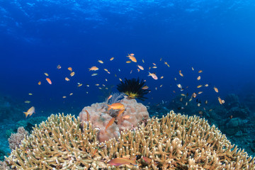 Anthias and fish swim around coral on a tropical reef