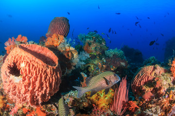 Harlequin Sweetlips swimming amongst colorful corals and sponges