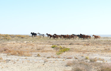 Fototapeta na wymiar Horses grazing in the steppes of Kazakhstan