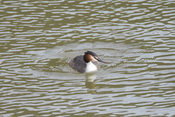 Haubentaucher ( Podiceps cristatus )