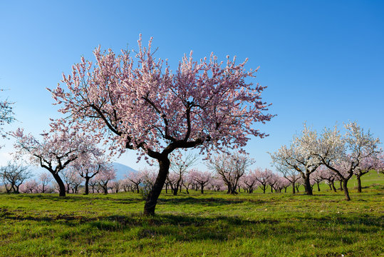 Field with almond blossoms in Almeria, Spain