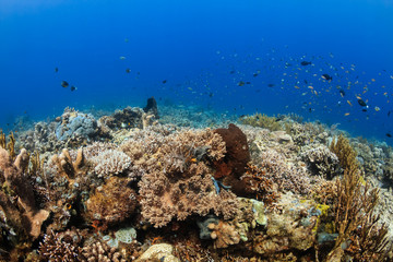 Naklejka na ściany i meble Beautiful colorful,healthy tropical coral reef