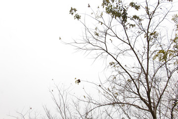 branch of treetop and sky ,white background of treetop