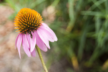 Echinacea