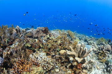Naklejka na ściany i meble Beautiful colorful,healthy tropical coral reef