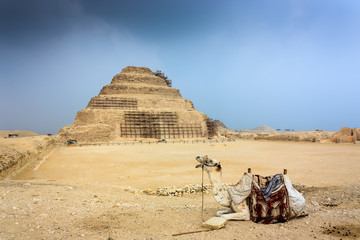 Camel and Saqqara Step Pyramids