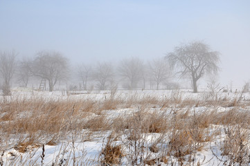 Rural winter landscape with dry grass, bare trees, fog and snow.