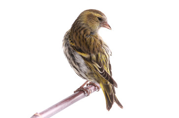 female siskin