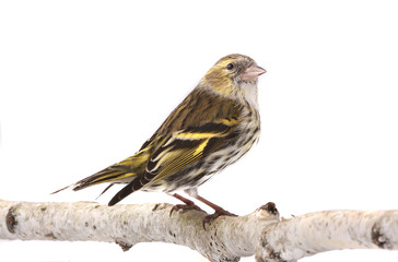 female siskin