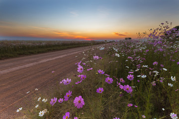 Cosmos flowers after sunset