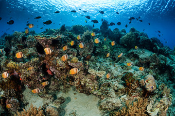 Fototapeta na wymiar Butterflyish on the reef