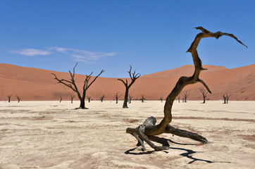 Deadvlei, Sossusvlei, Namib-Naukluft Park, Namibia