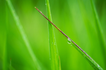 Obraz premium Macro photo of grass with rain drop