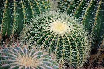 Cactus boule vert du Mexique