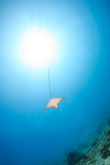 Spotted Eagle Ray and sunbeams