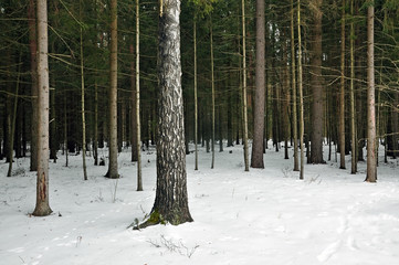 Fototapeta premium Dense spruce forest in winter. The trunks of the trees among the snow.