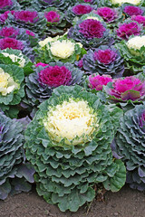 Ornamental decorative cabbages growing
