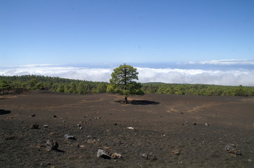 Kiefer im Lavafeld