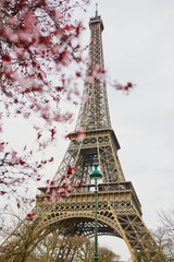 Panele Szklane  Sezon kwitnienia wiśni w Paryżu, Francja