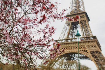 Cherry blossom season in Paris, France