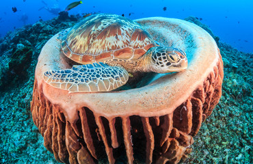 Green Turtle sleeping inside a barrel sponge on a tropical coral reef