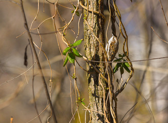 Rampichino alpestre si arrampica sui rami