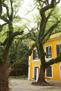 Yellow house and moss covered tree