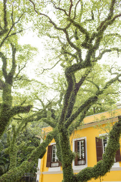 View of yellow house and moss covered tree