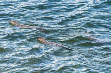 Fototapeta premium North American river otters