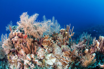 Naklejka na ściany i meble Colorful Caribbean Reef