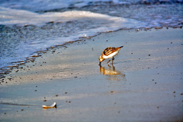Sand Piper Along the Ocean's Edge Searching for Food in the Sand