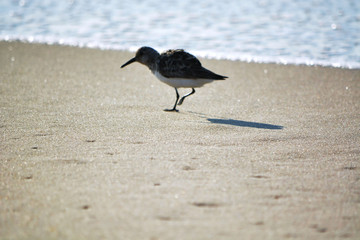 Sand Piper Along the Ocean's Edge Searching for Food in the Sand