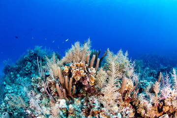 Naklejka na ściany i meble Thriving tropical coral reef