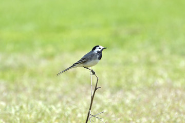 Obraz premium Beautiful black and white bird, Male of White Wagtail (Motacilla alba) standing on branch