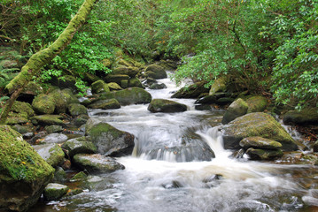 Idyllic river stream  in the green woods rolling over rocky stones in Ireland