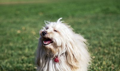 Toy Poodle Dog Portrait in the Park