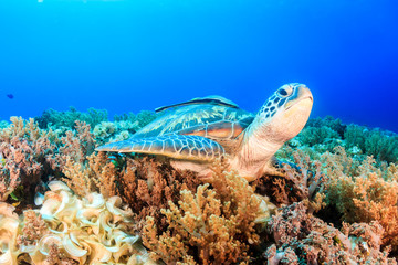 Sea Turtle looking up from a coral reef with sunbeams behind