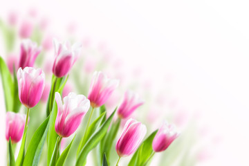 Obraz na płótnie Canvas Spring Background with Tulip