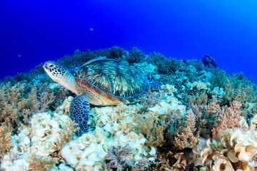 Fototapeta na wymiar Green Turtle. Han's Reef. Gili Air