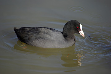Poule d'eau noire en hiver