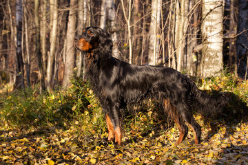 Gordon Setter hunting dog standing in the front in the autumn park