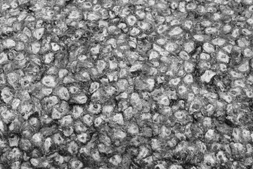 Texture of marine molluscs - black and white