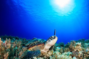Sea Turtle raising its flipper towards the sun