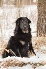 Bitch dog breed Tibetan Mastiff sitting in the snow