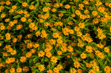 yellow flowers background
