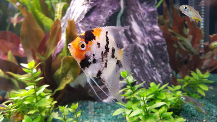 Portrait of freshwater angelfish (Scalare, Pterophyllum scalare)